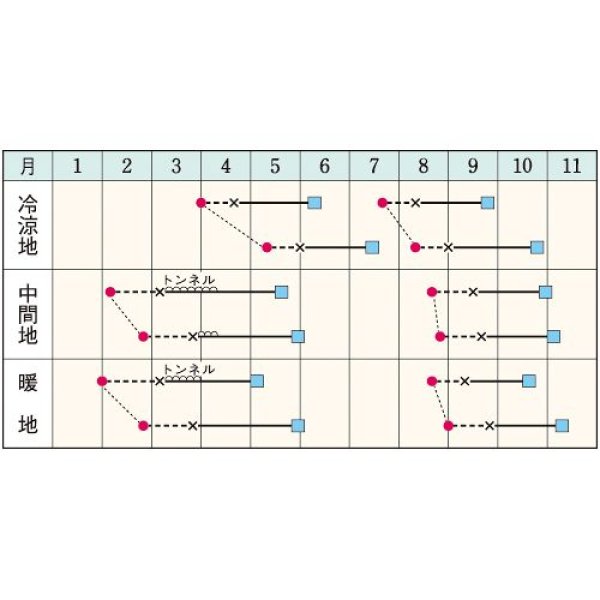 画像2: 玉レタス・極早生シスコ（150粒） (2)