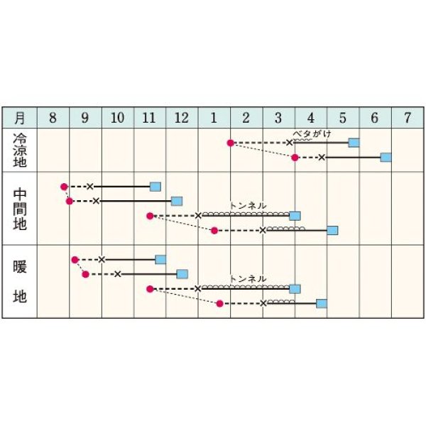 画像2:  玉レタス・スターレイ（100粒） (2)