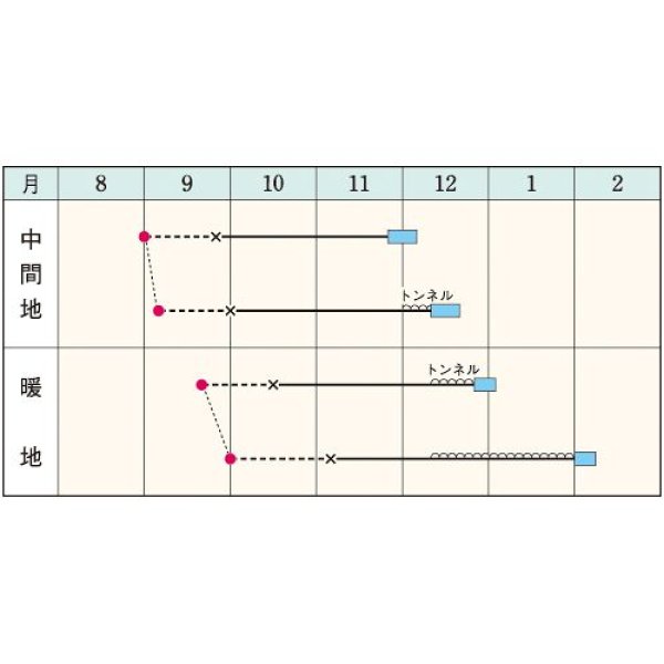 画像2: 玉レタス・レガシー（20ML） (2)