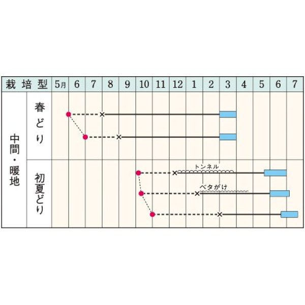 画像2: 根深ネギ・初夏一文字（1dlスタンドパック） (2)