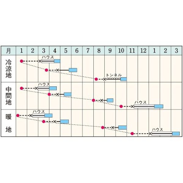 画像2: 岡山サラダ菜（GF　1.4ml） (2)