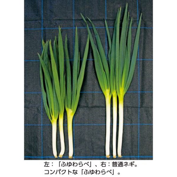 画像3: 短形根深ネギ・ふゆわらべ（農研機構育成）（ペレット5000粒） (3)