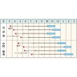 画像2: 短形根深ネギ・ふゆわらべ（農研機構育成）（GF　4.5ml） (2)