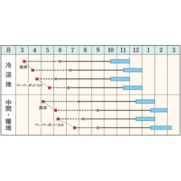 画像2: 短形根深ネギ・ふゆわらべ（農研機構育成）（ペレット5000粒） (2)