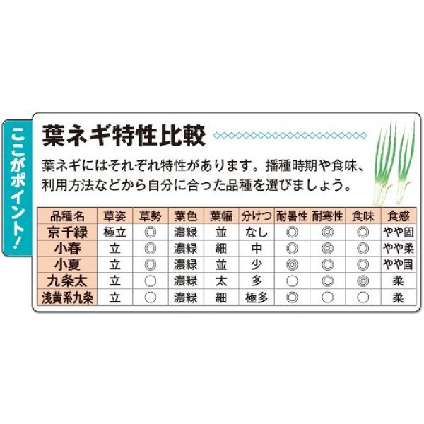 画像3: 九条ネギ・九条太（GF　13ml） (3)
