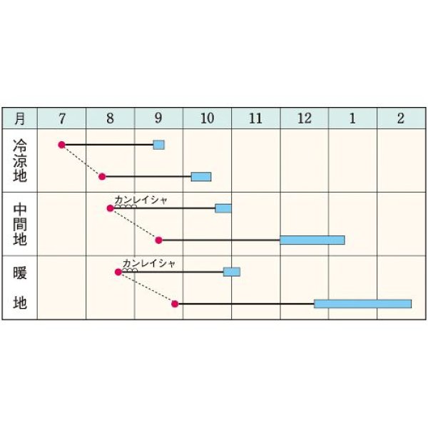 画像2:  大カブ・早生大蕪　（20ml） (2)