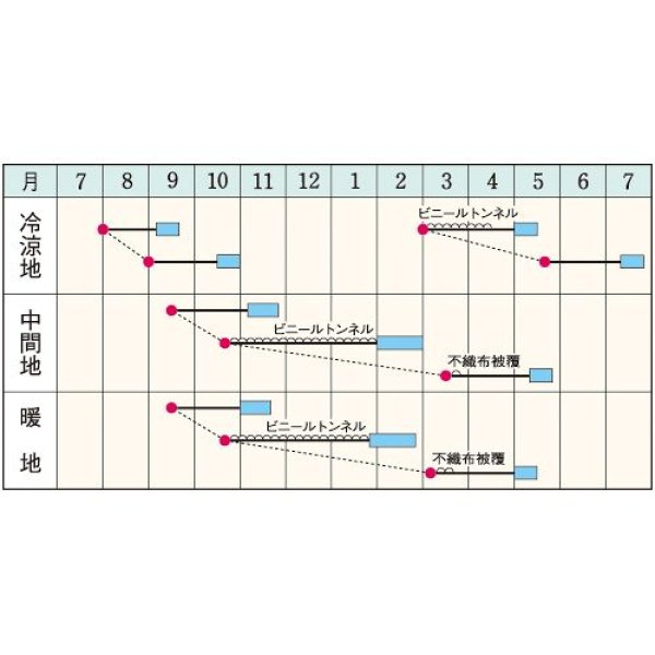 画像2: 小カブ・福小町　（20ml） (2)