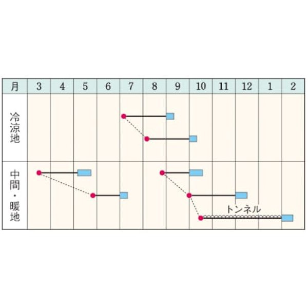 画像2: 小カブ・金町小蕪　GF（9ml） (2)