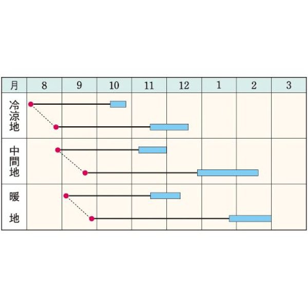 画像2: ダイコン・冬どり聖護院　（2㎗スタンドパック） (2)