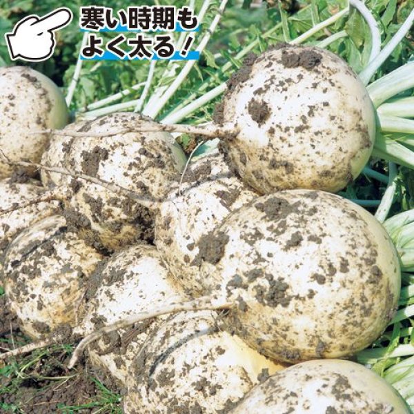 画像3: ダイコン・冬どり聖護院　（2㎗スタンドパック） (3)