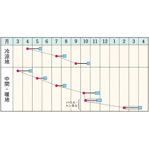 画像2: 二十日ダイコン（ラディッシュ）・ころころラディッシュミックス　GF（300粒） (2)