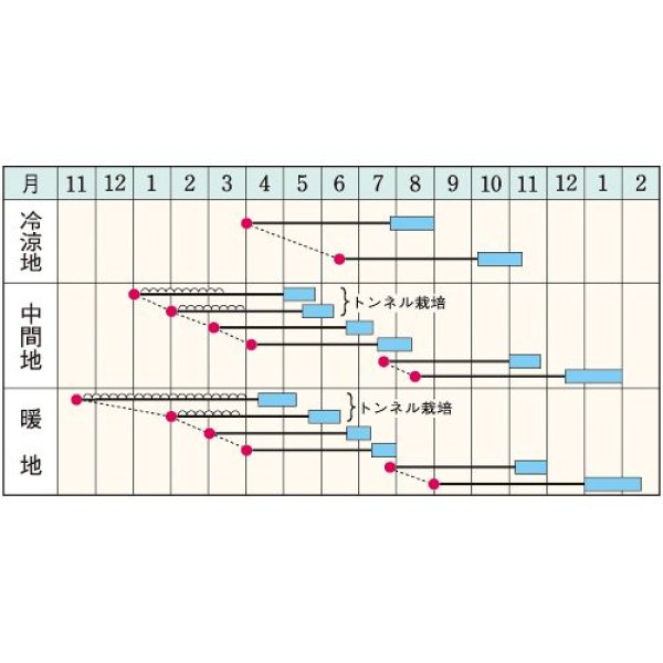 画像2: ニンジン・Dr.カロテン5　ペレット（700粒） (2)