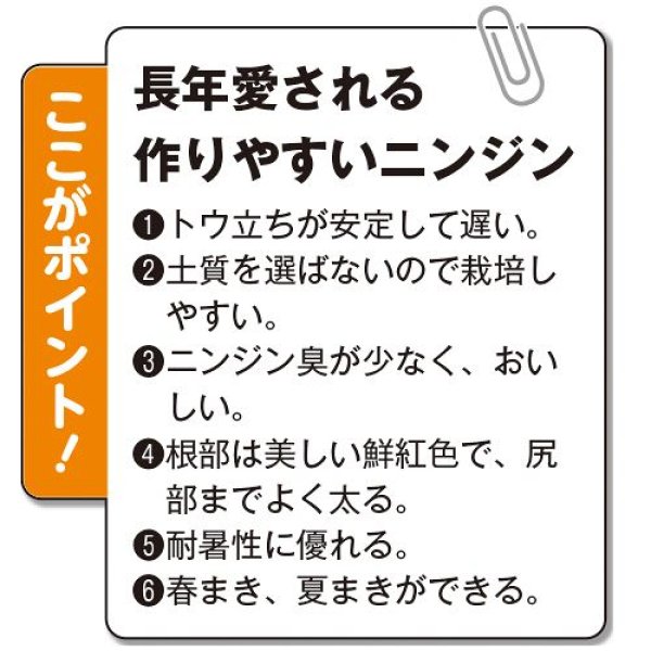 画像3: ニンジン・向陽二号　ペレット（2000粒） (3)