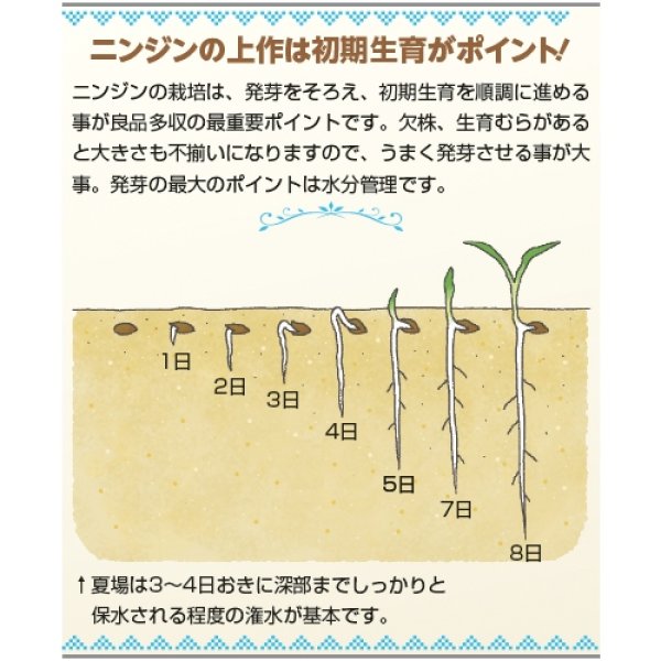 画像3: ニンジン・陽州五寸　（2㎗スタンドパック） (3)