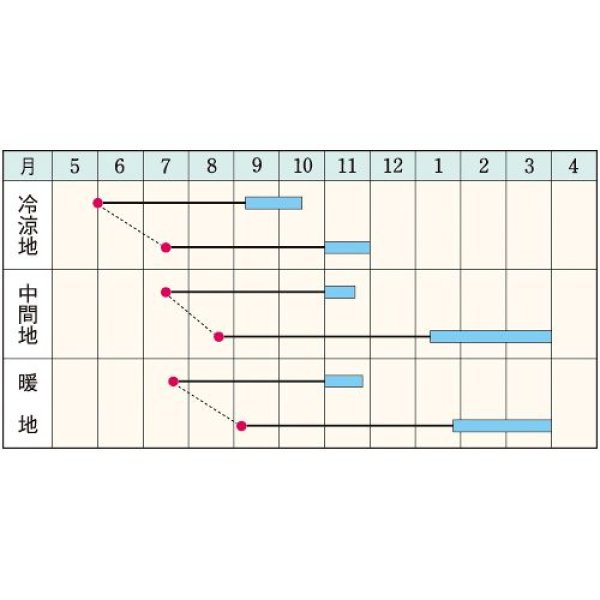 画像2:  ニンジン・夏蒔鮮紅五寸　（20ml） (2)