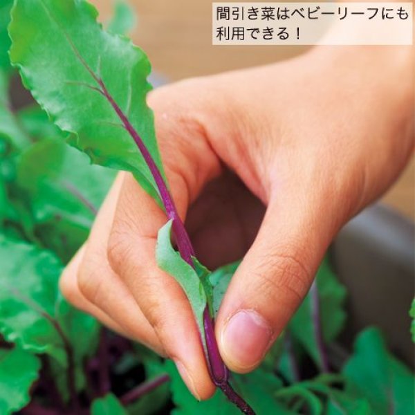 画像3: 食用ビーツ・デトロイト・ダークレッド　（1㎗） (3)