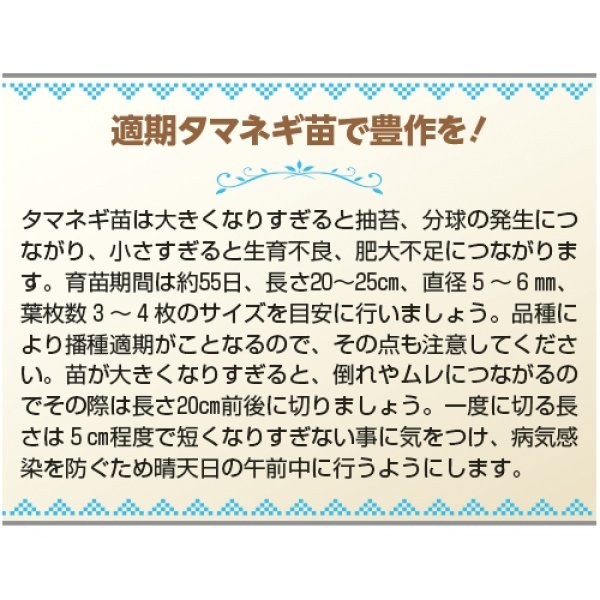 画像3:  タマネギ・ケルたま　（2㎗スタンドパック） (3)