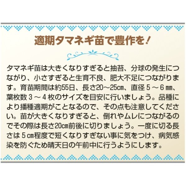 画像3: タマネギ・O・K黄　（20ml） (3)