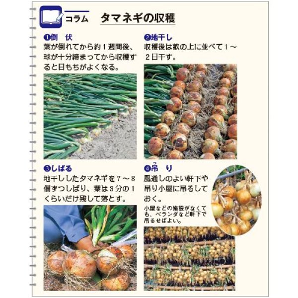 画像3: 赤タマネギ・ケルたまルビー　（20ml） (3)