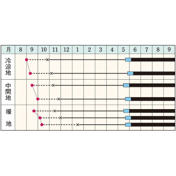 画像2: 赤タマネギ・ケルたまルビー　（20ml） (2)