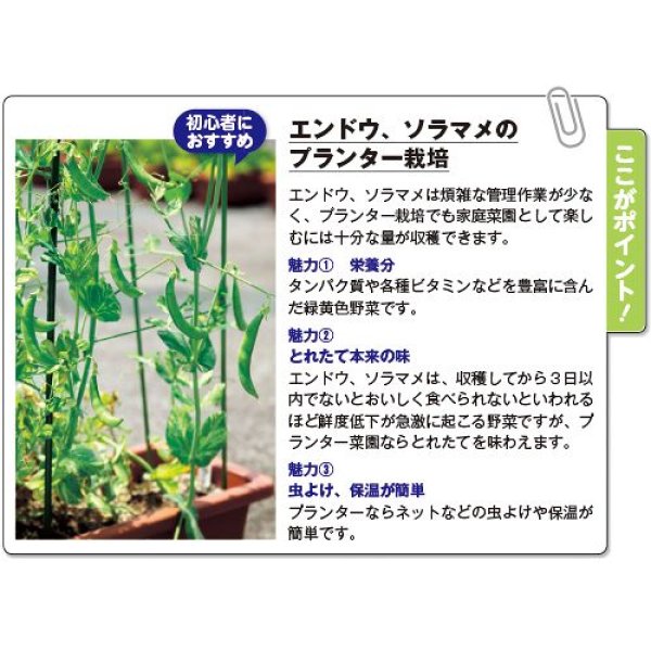 画像3: 実とりエンドウ（グリーンピース）・南海緑GF（18ml） (3)