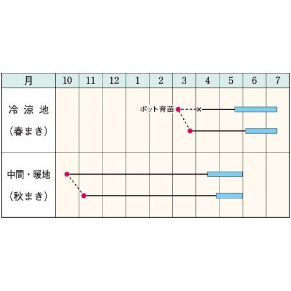 画像2: 絹莢エンドウ・仏国大莢　（1ℓ） (2)