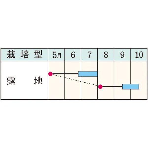 画像2: モロッコインゲン・モロッコ　（1ℓ） (2)