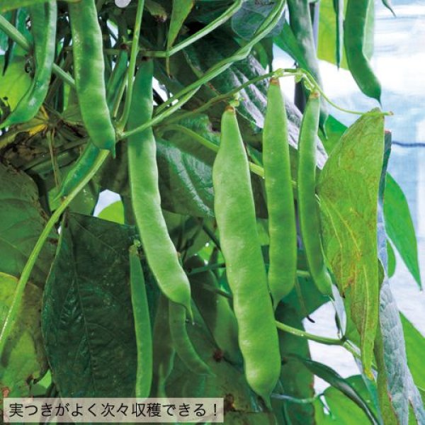 画像3: モロッコインゲン・モロッコ　（1ℓ） (3)