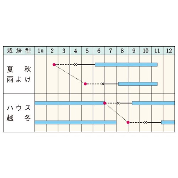画像2: ミニトマト・千果99　（1000粒） (2)