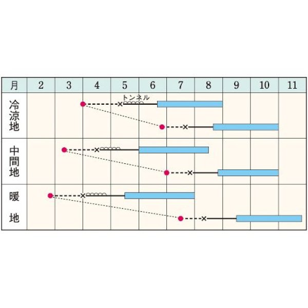 画像2:  キュウリ・Vアーチ　DF（10粒） (2)