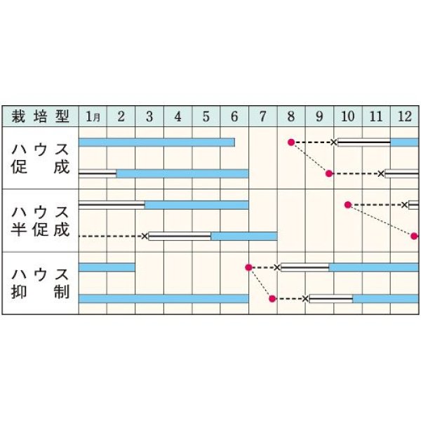 画像2: 　大玉トマト・桃太郎ネクスト　DF（16粒） (2)