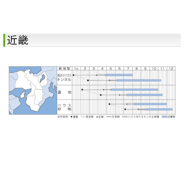 画像9: ピーマン・ピー太郎　　（500粒） (9)