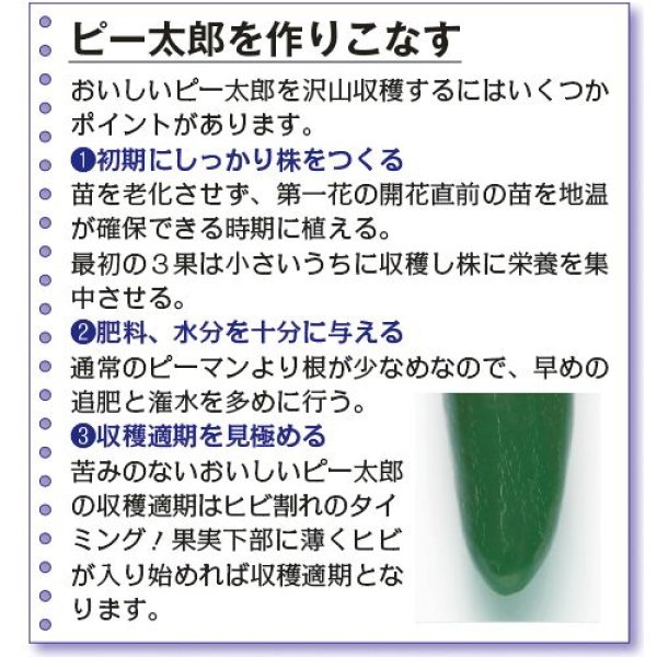 画像4: ピーマン・ピー太郎　　（500粒） (4)