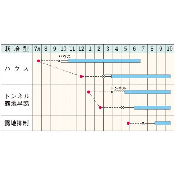 画像2:  長卵形ナス・竜馬　　DF（50粒） (2)