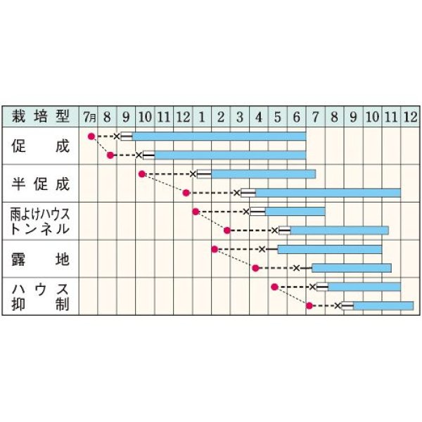 画像2: 甘トウガラシ・甘とう美人　　（500粒） (2)