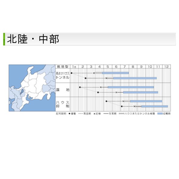 画像8: ピーマン・ピー太郎　　（500粒） (8)