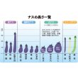 画像3: 長ナス・筑陽　DF（27粒） (3)