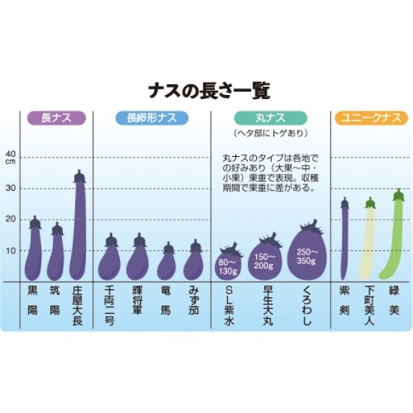 画像3: 長ナス・筑陽　（1000粒） (3)
