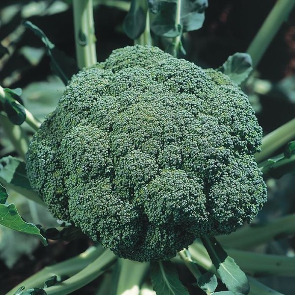 画像4: ブロッコリー グランドーム（ペレット5千粒） (4)