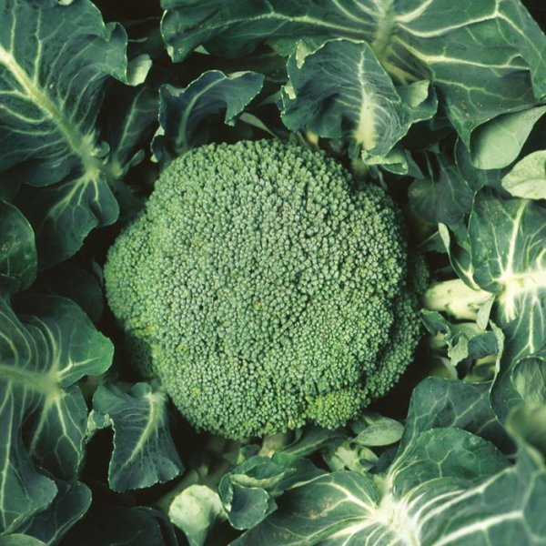 画像4: ブロッコリー ウインタードーム（実咲絵袋ペレット） (4)