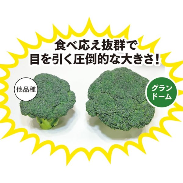 画像5: ブロッコリー グランドーム（ペレット5千粒） (5)