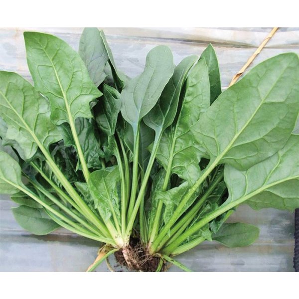 画像7: ホウレンソウ オシリス（L・2万粒） (7)