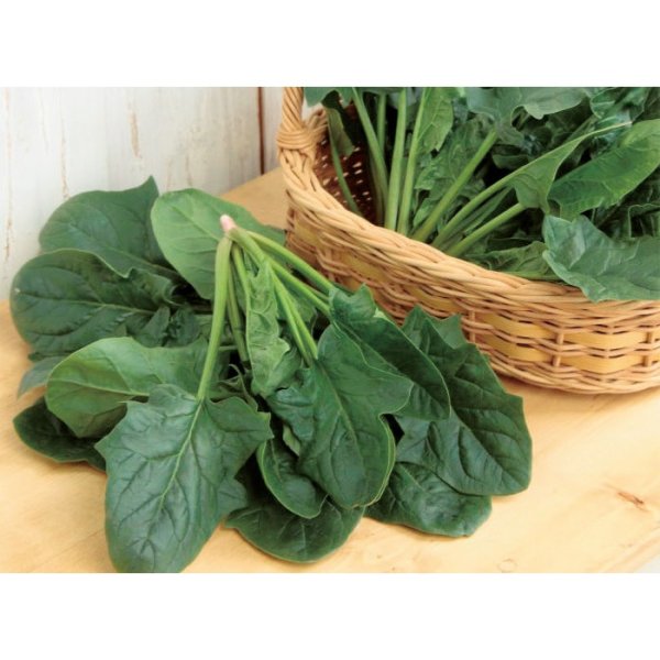 画像4: ホウレンソウ オシリス（L・2万粒） (4)