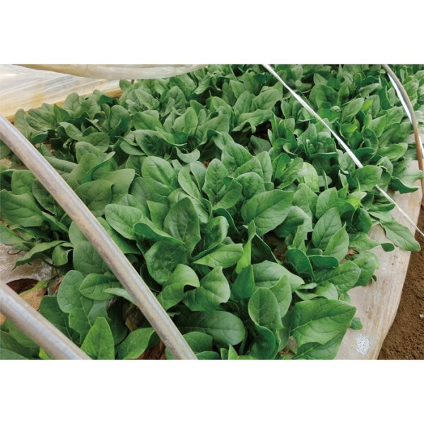 画像5: ホウレンソウ オシリス（L・2万粒） (5)