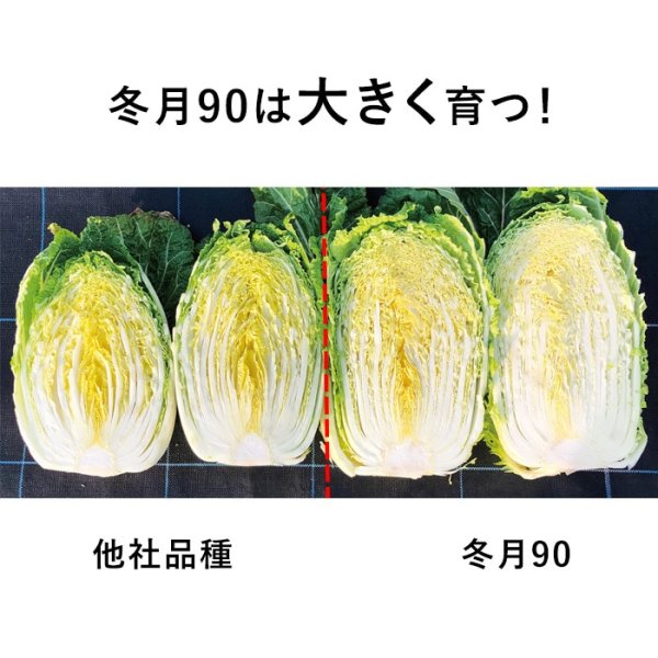 画像7: ハクサイ 冬月90（20ml） (7)