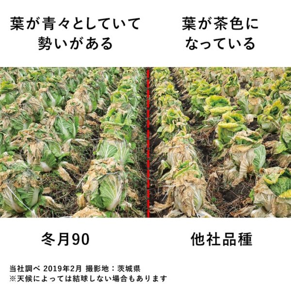 画像6: ハクサイ 冬月90（20ml） (6)