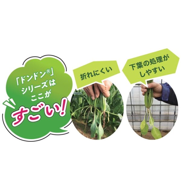 画像5: ホウレンソウ ドンキー（実咲PRIMAX） (5)