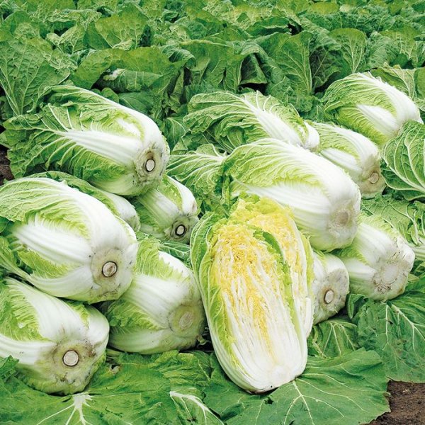 画像4: ハクサイ さとぶき613（20ml） (4)