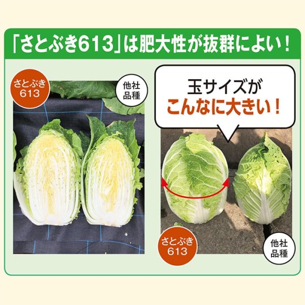 画像5: ハクサイ さとぶき613（20ml） (5)