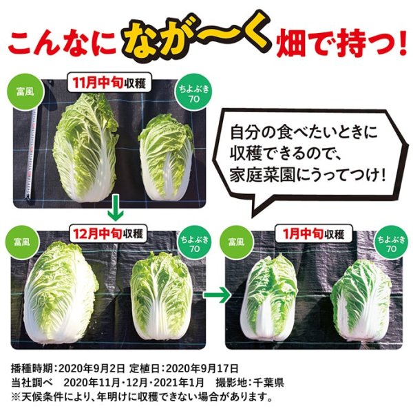 画像6: ハクサイ 富風（実咲絵袋） (6)